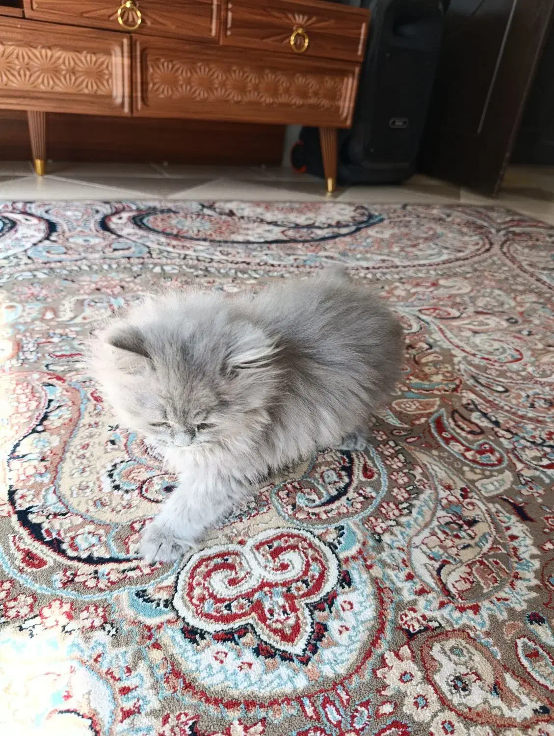 واگذاری  گربه بریتیش نر ۴ماهه|گربه|میبد, |دیوار