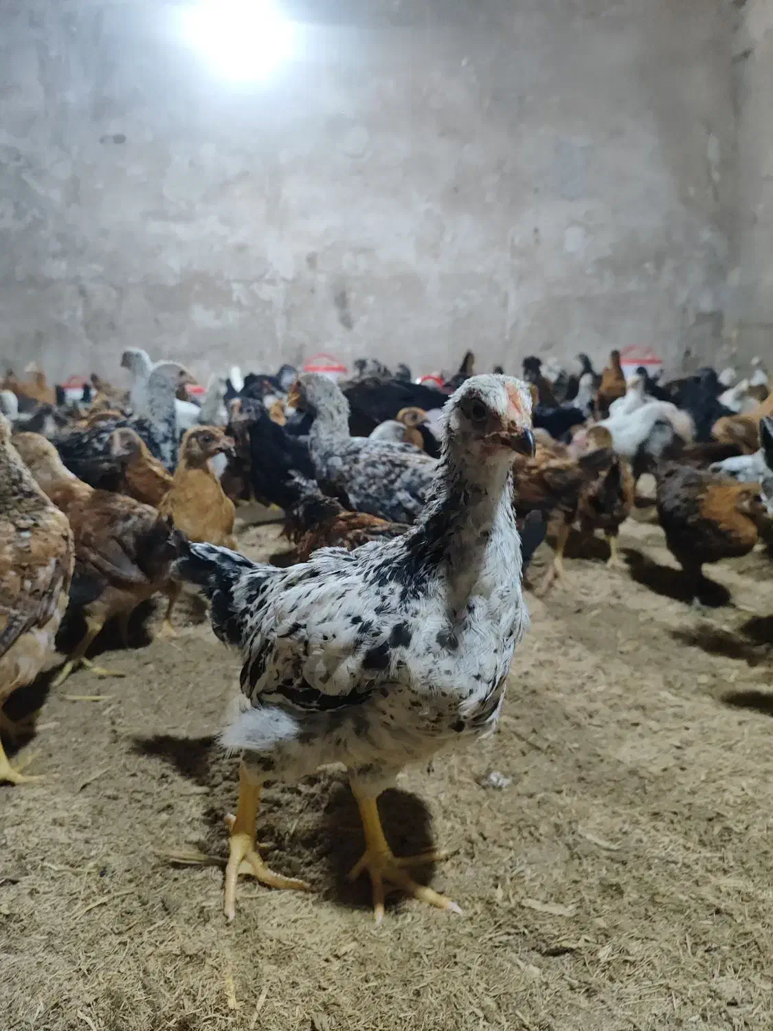 جوجه مرغ|خوردنی و آشامیدنی|مسجد سلیمان, |دیوار