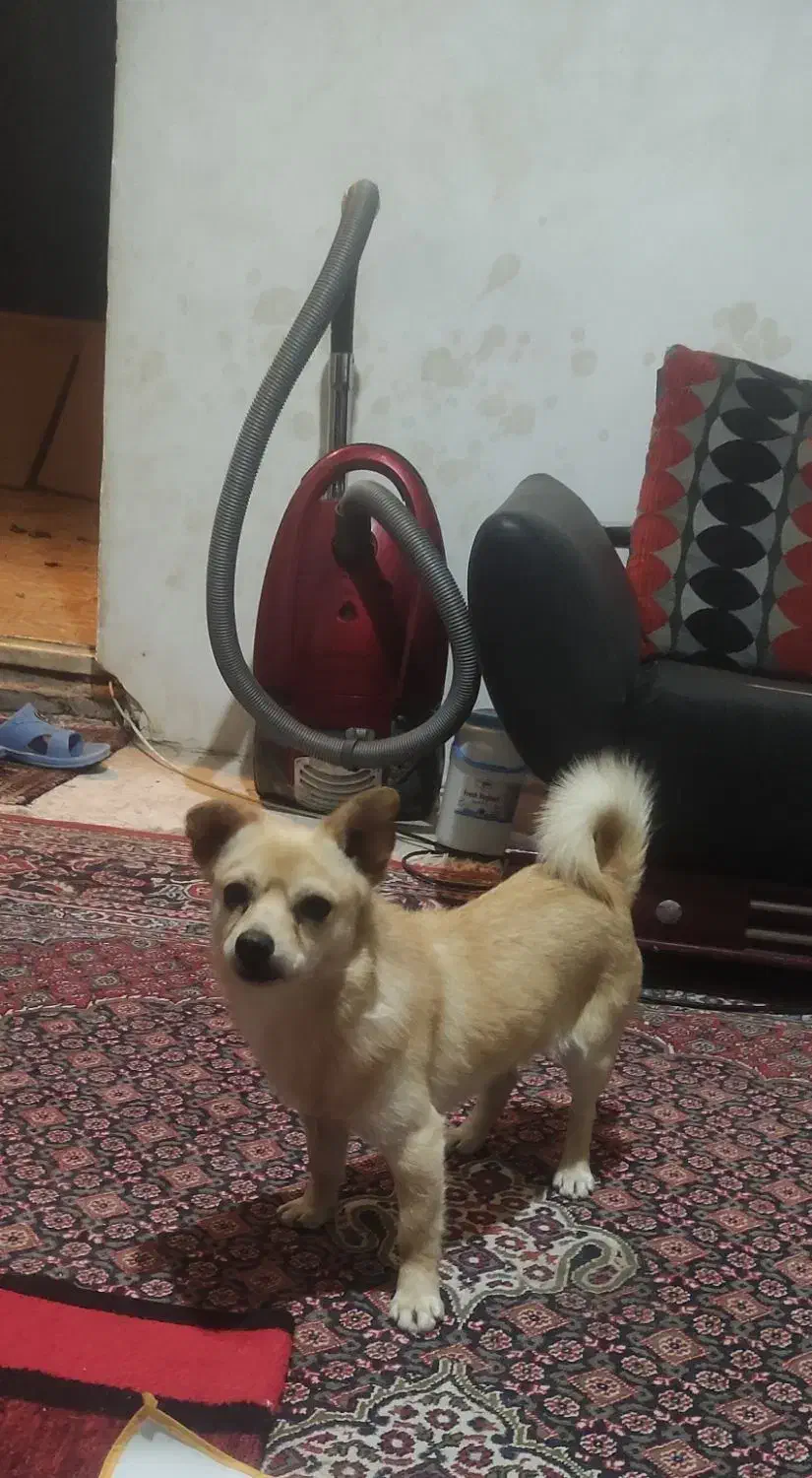 گمشده|حیوانات|ارومیه, |دیوار