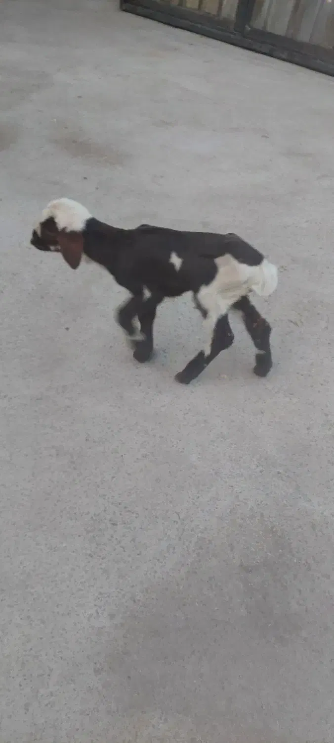 بره شیری|حیوانات مزرعه|فلاورجان, |دیوار