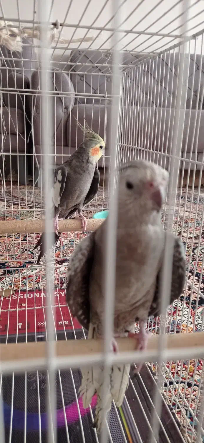 جفت عروس هلندی مولد دستی|پرنده|خواف, |دیوار