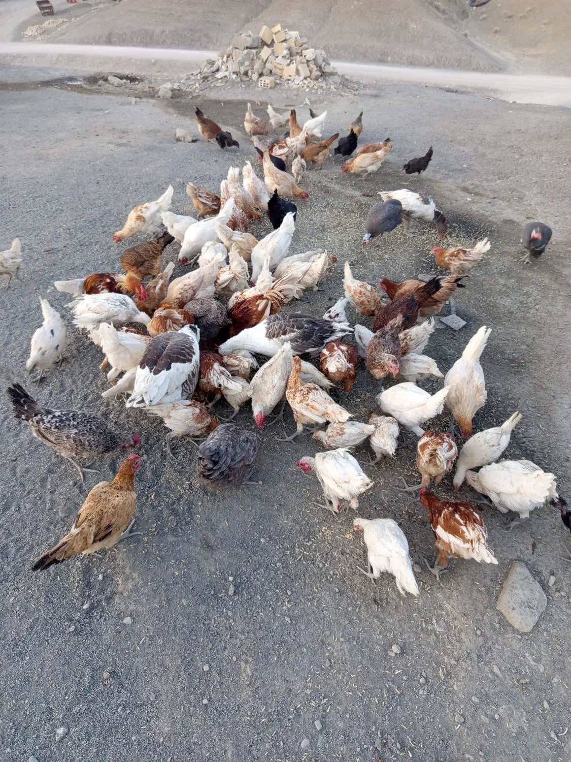 فروش مرغ و خروس|حیوانات مزرعه|جزمان, |دیوار