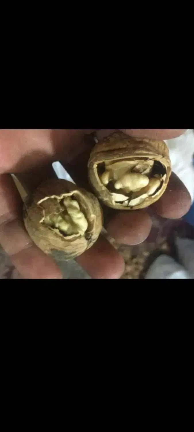 فروش گردو الو کشمش و بادام بوانات|خوردنی و آشامیدنی|شیراز, شهرک بهار|دیوار