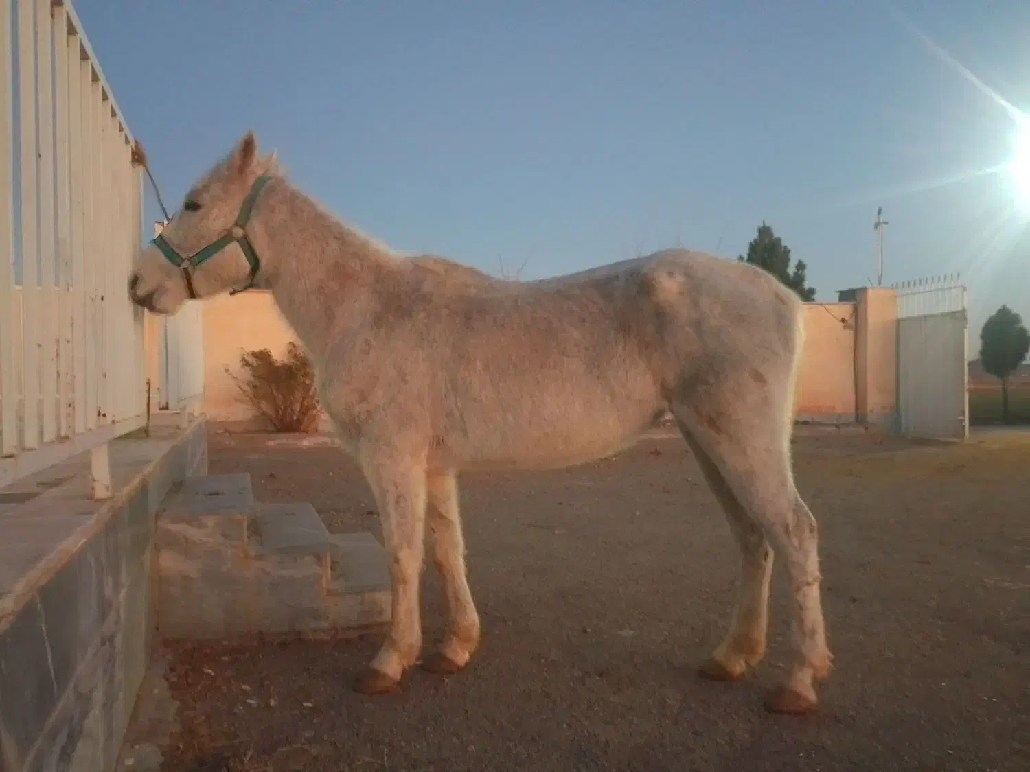 مادیون کرد|اسب و تجهیزات اسب‌سواری|صفادشت, |دیوار