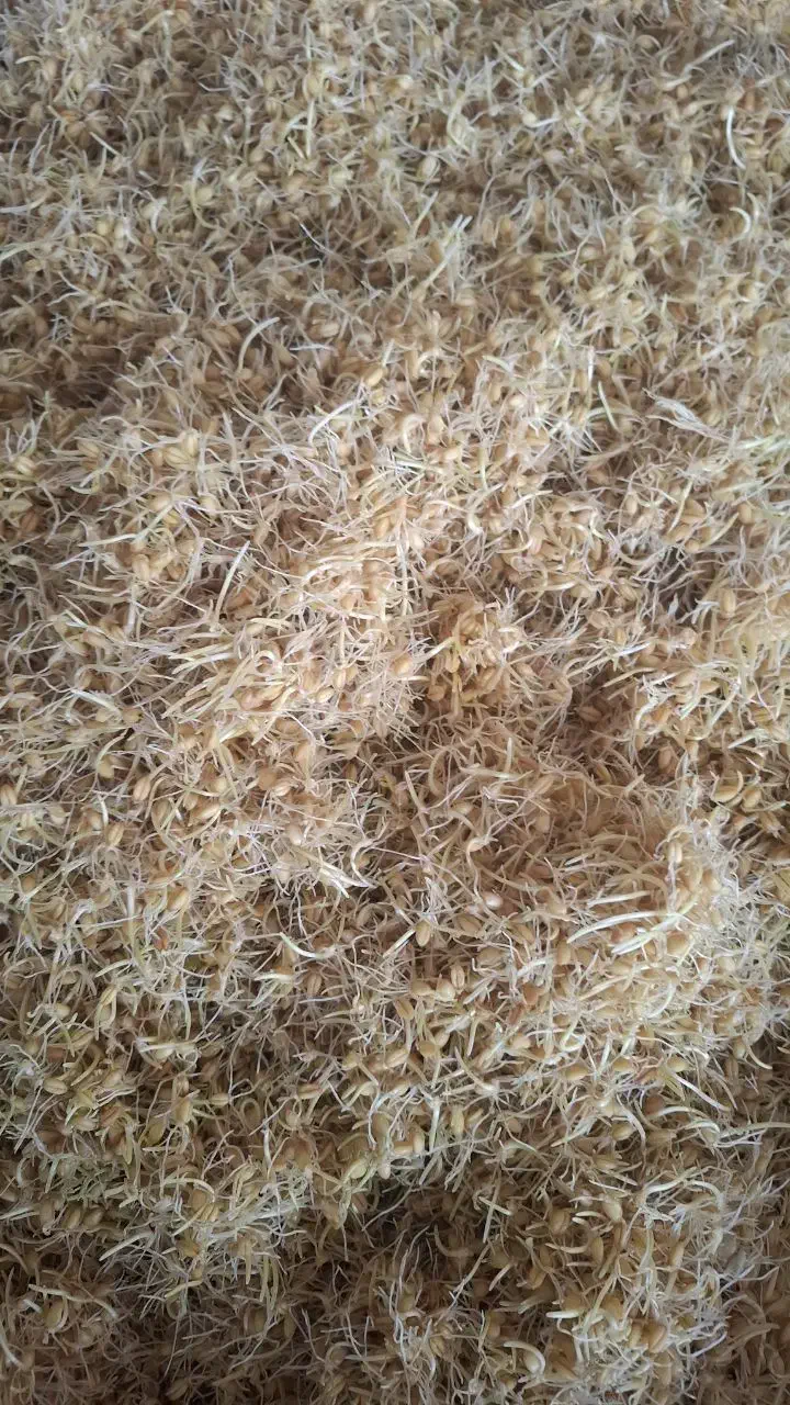 جوانه زنی گندم برای پخت سمنو|خوردنی و آشامیدنی|برخوار, |دیوار