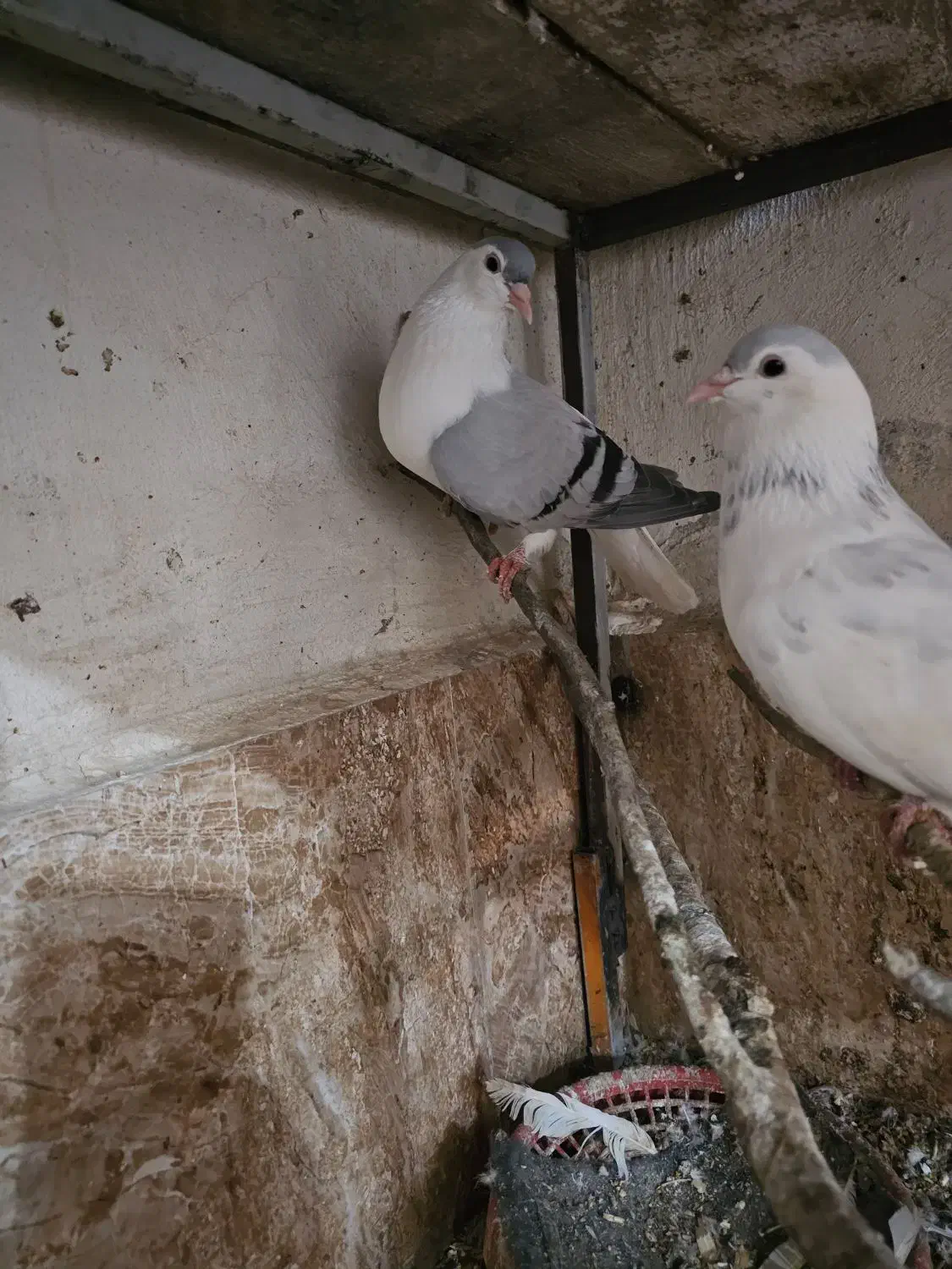 کفتر افغان|پرنده|چابهار, |دیوار