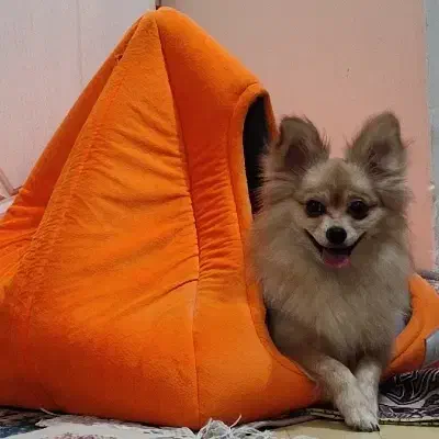 سگ پامر ماده|سگ|تهران, سبلان (لشگر)|دیوار