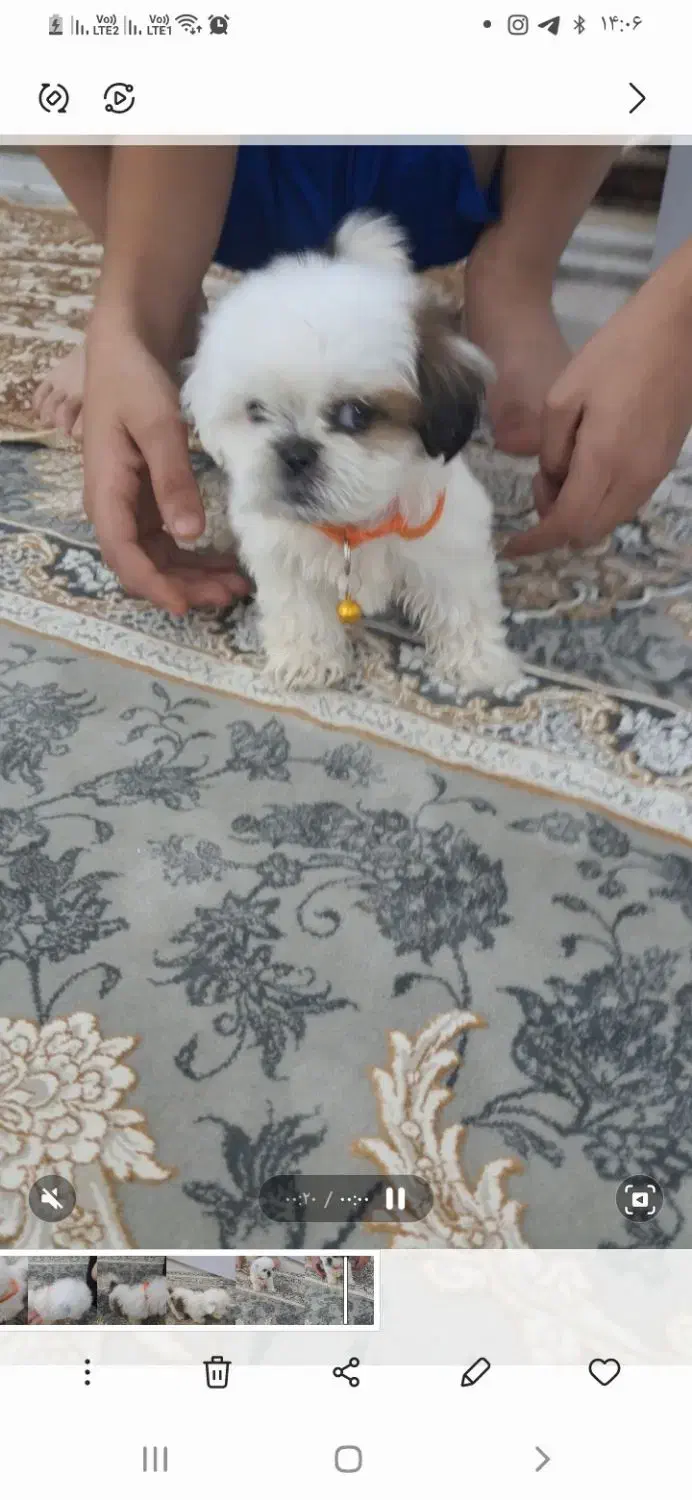 سگ از نژاد شیدزو و پامرین|سگ|قم, شهر قائم|دیوار