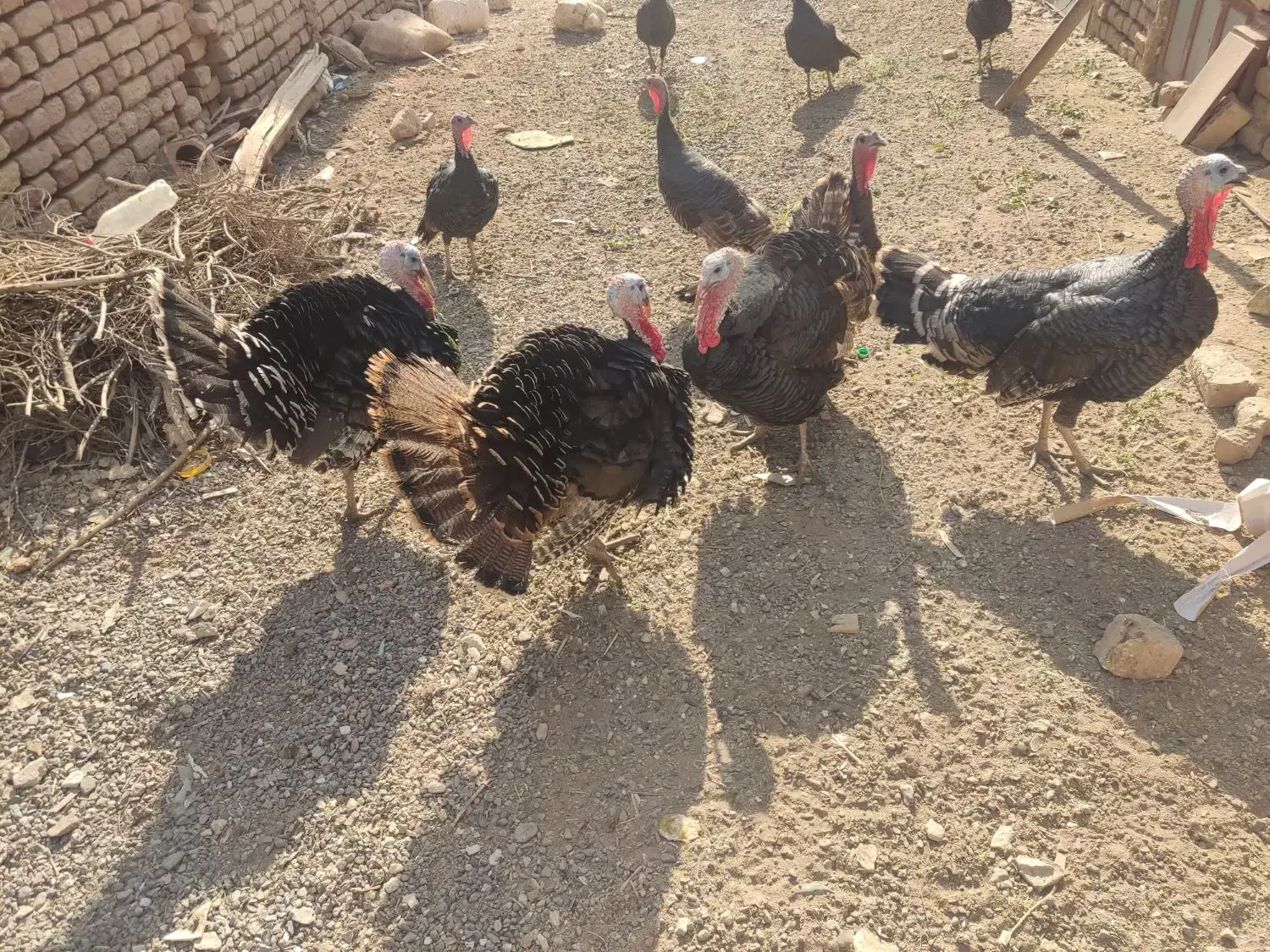 بوقلمون|حیوانات مزرعه|آران و بیدگل, |دیوار