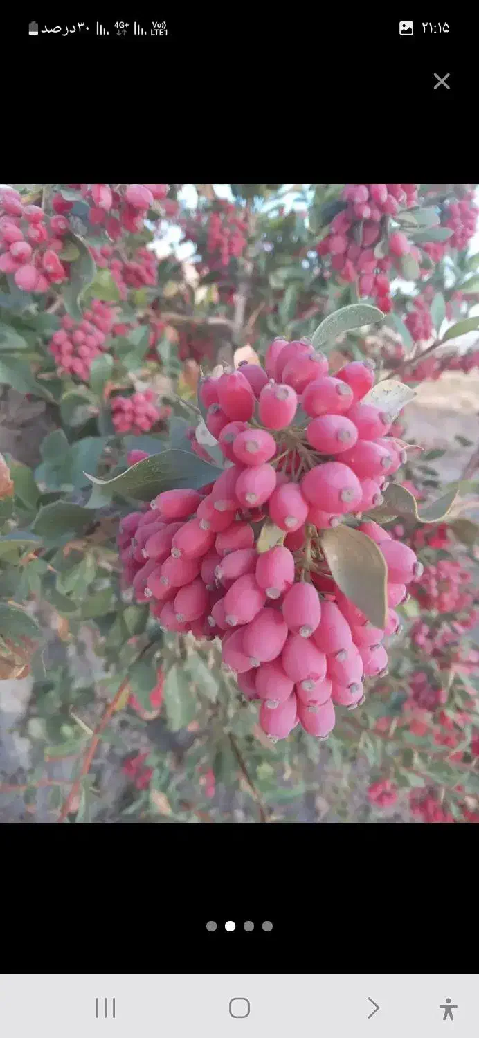 زرشک امسالی (پخش عمده)|خوردنی و آشامیدنی|قائن, |دیوار