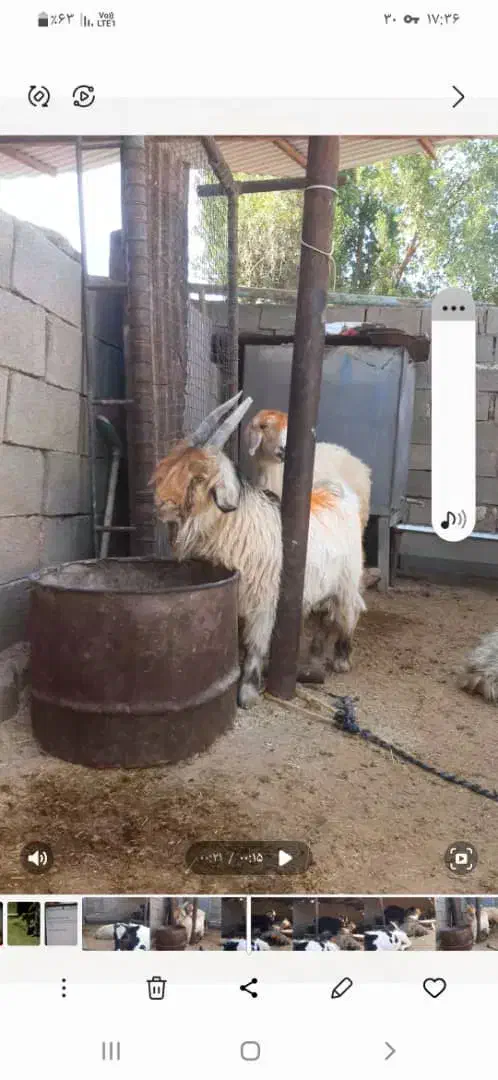 3عدد بیگ دزدی شده مژدگانی|حیوانات|مسجد سلیمان, |دیوار