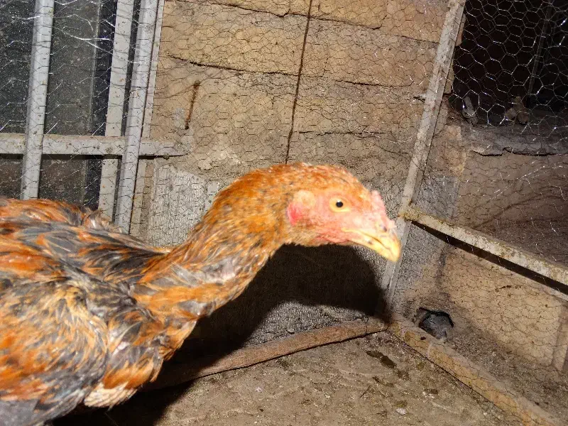 جوجه لاری|حیوانات مزرعه|کرمانشاه, |دیوار