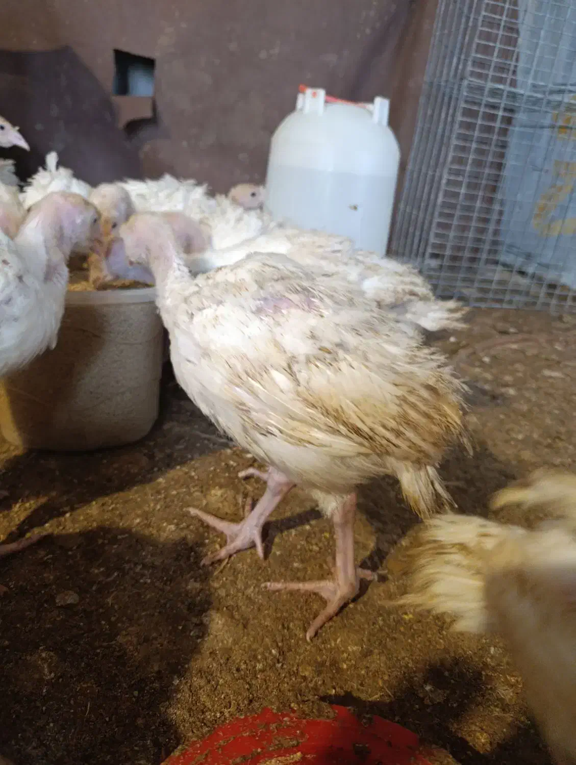 بوقلمون یک ماهه|حیوانات مزرعه|بیرجند, |دیوار