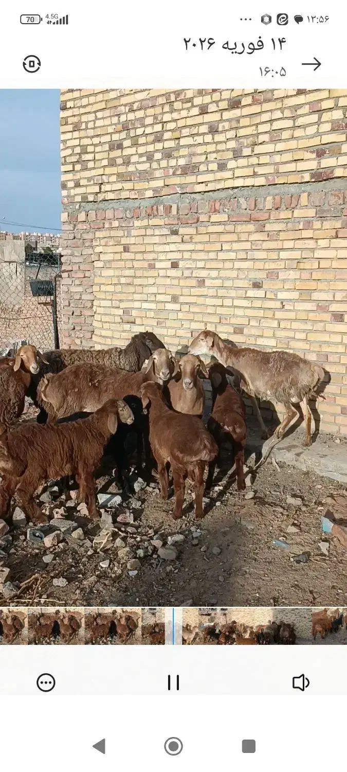 میش چینی|حیوانات مزرعه|بیرجند, |دیوار