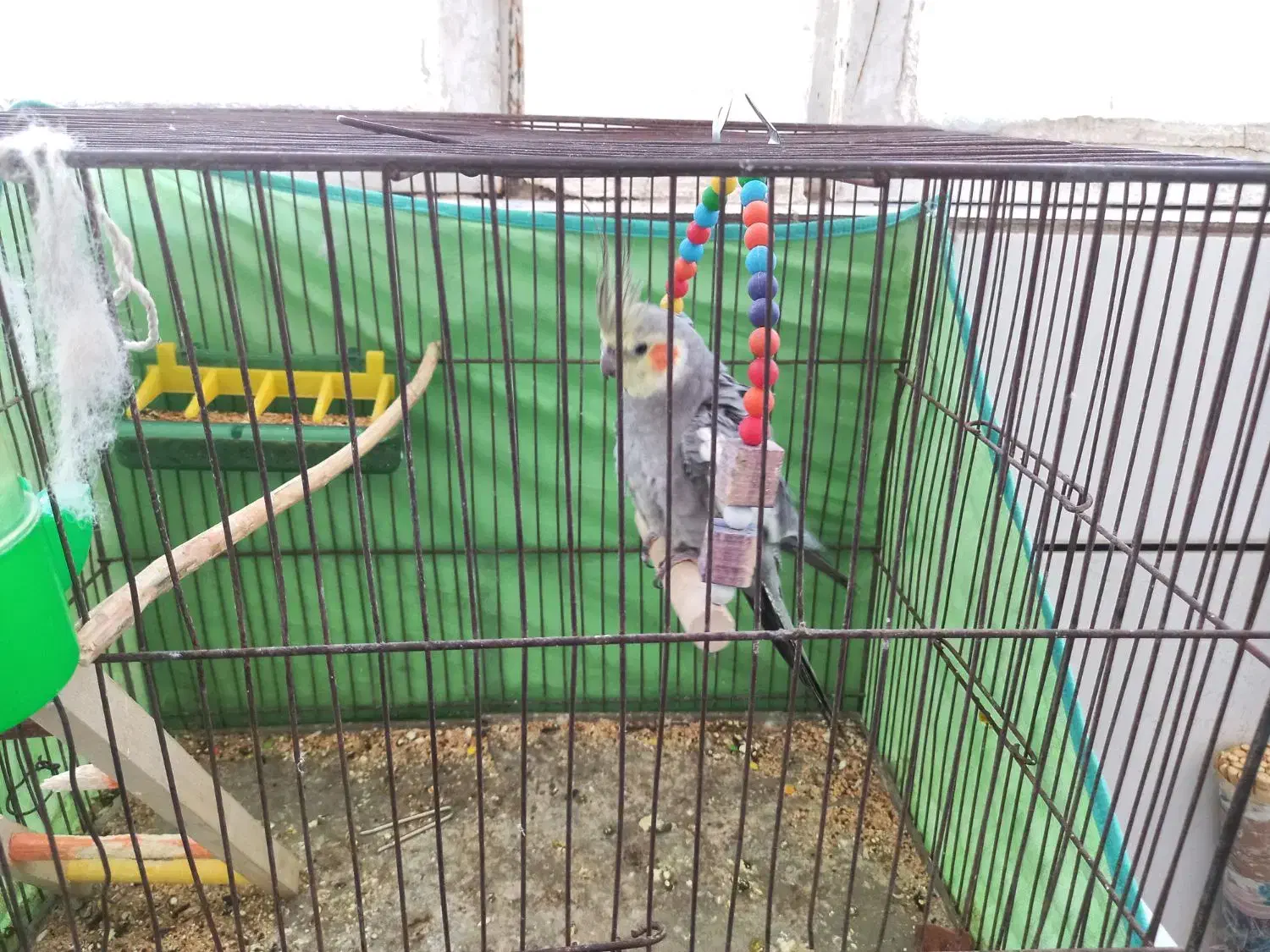 عروس هلندی سخنگو دستی بازیگوش|پرنده|الیگودرز, |دیوار