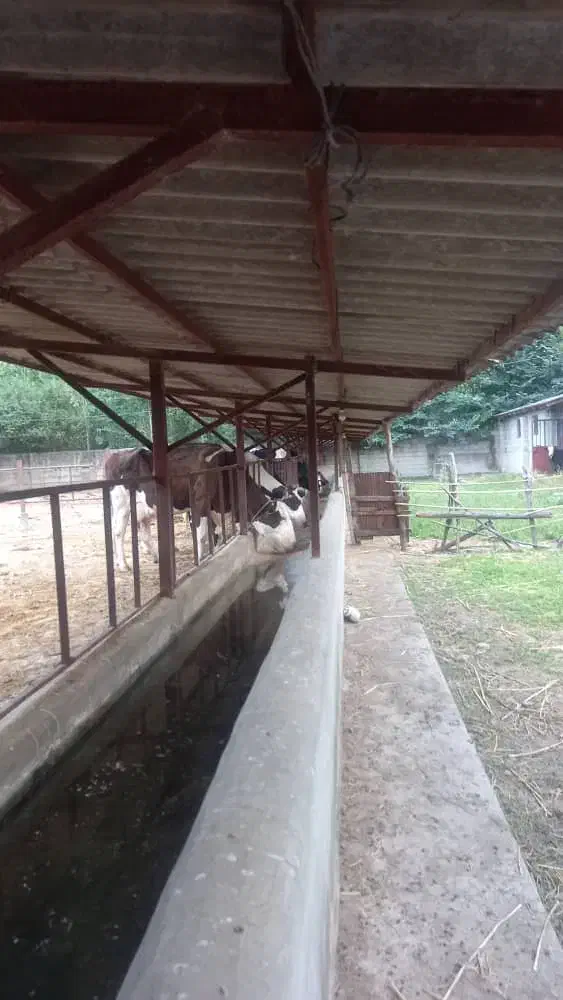 فروش ۵۰۰۰ متری صنعتی و تجاری خشکنودهان|فروش دفتر صنعتی، کشاورزی، تجاری|ماکلوان, |دیوار