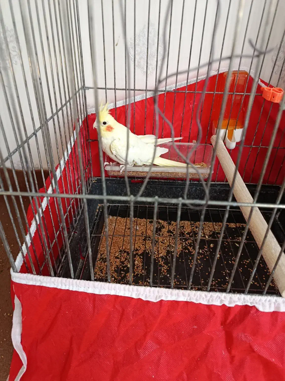 عروس هلندی لوتینو|پرنده|خرمدره, |دیوار