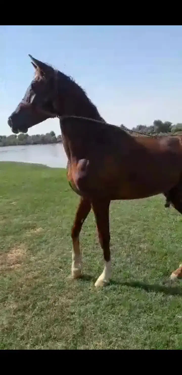 اسب|اسب و تجهیزات اسبسواری|شوشتر, |دیوار