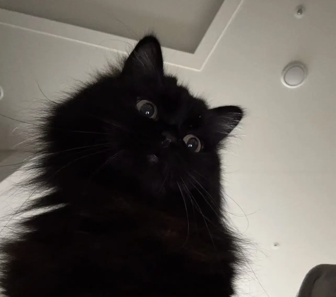 فروش گربه مینکون میکس پرشین|گربه|کرمان, |دیوار