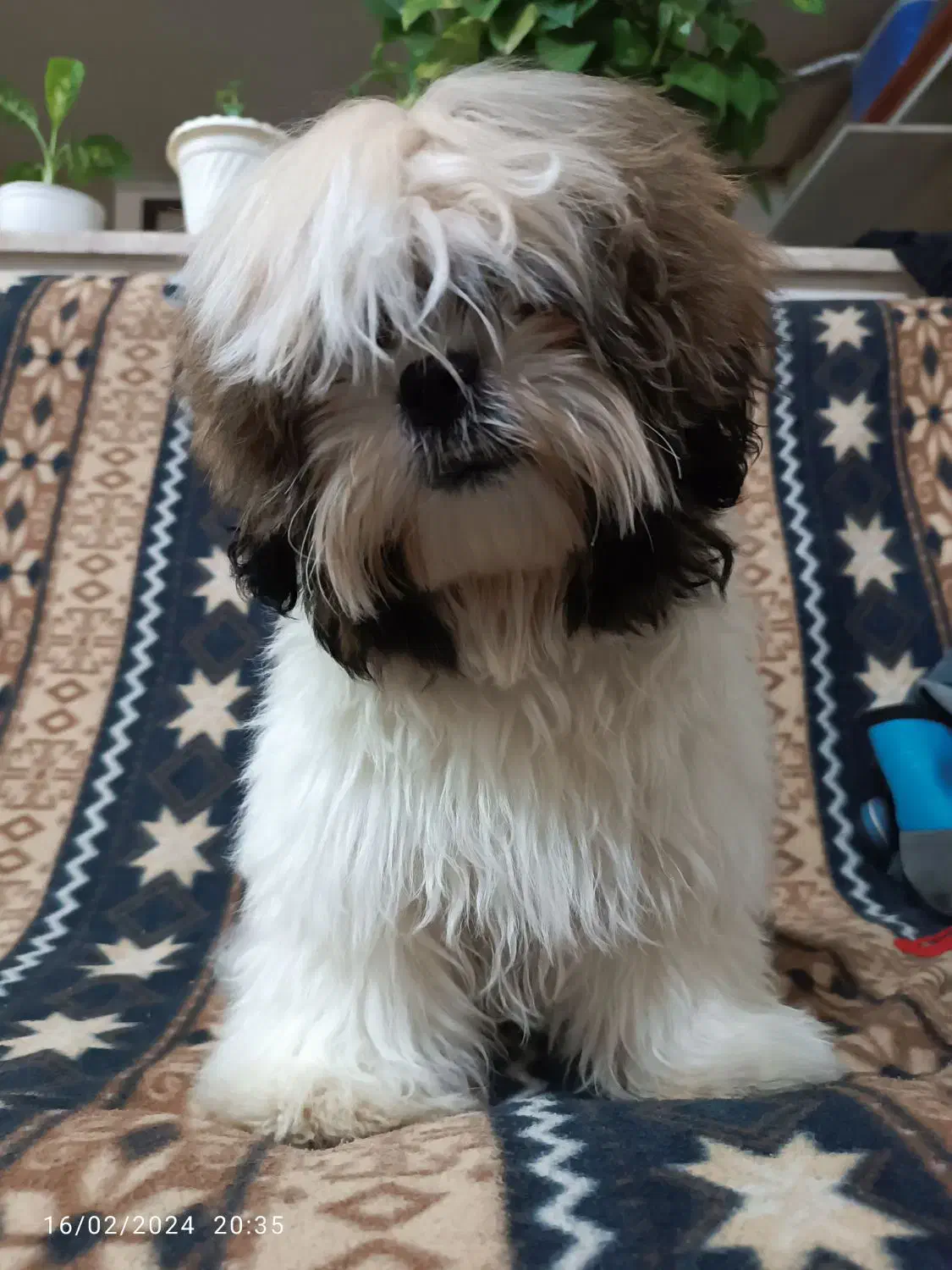 سگ شیتزو فلت|سگ|نیشابور, فخریه|دیوار