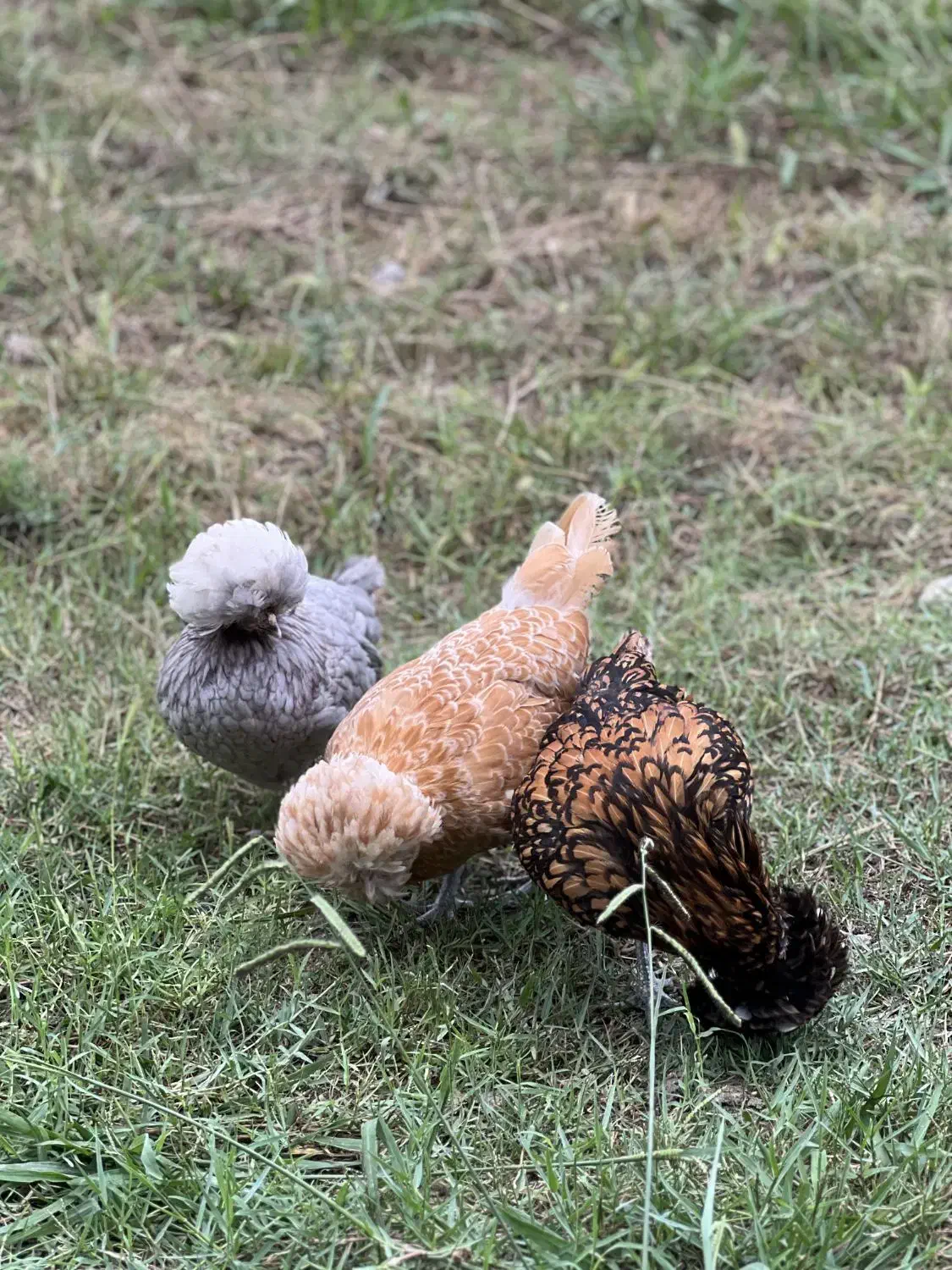 مرغ پولند لهستانی چاپتیز اورجینال|حیوانات مزرعه|رضوانشهر, |دیوار