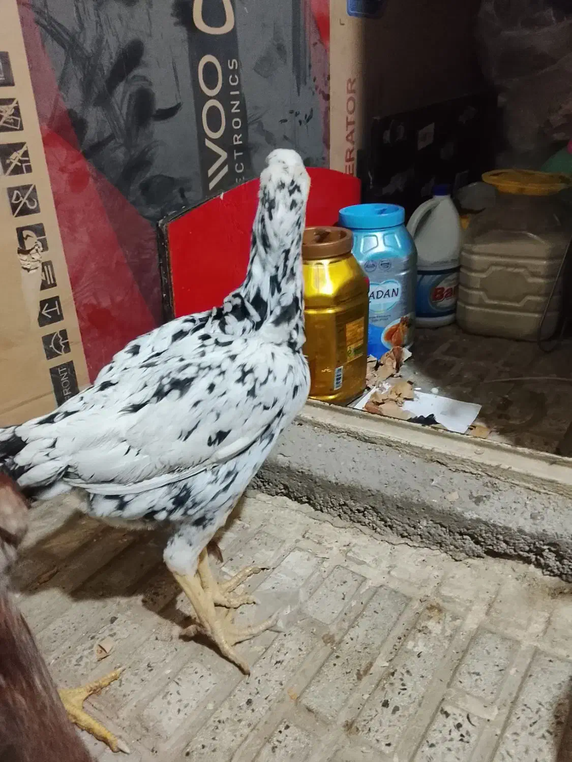 مرغ و خروس لاری|حیوانات مزرعه|قدس, شهرقدس|دیوار