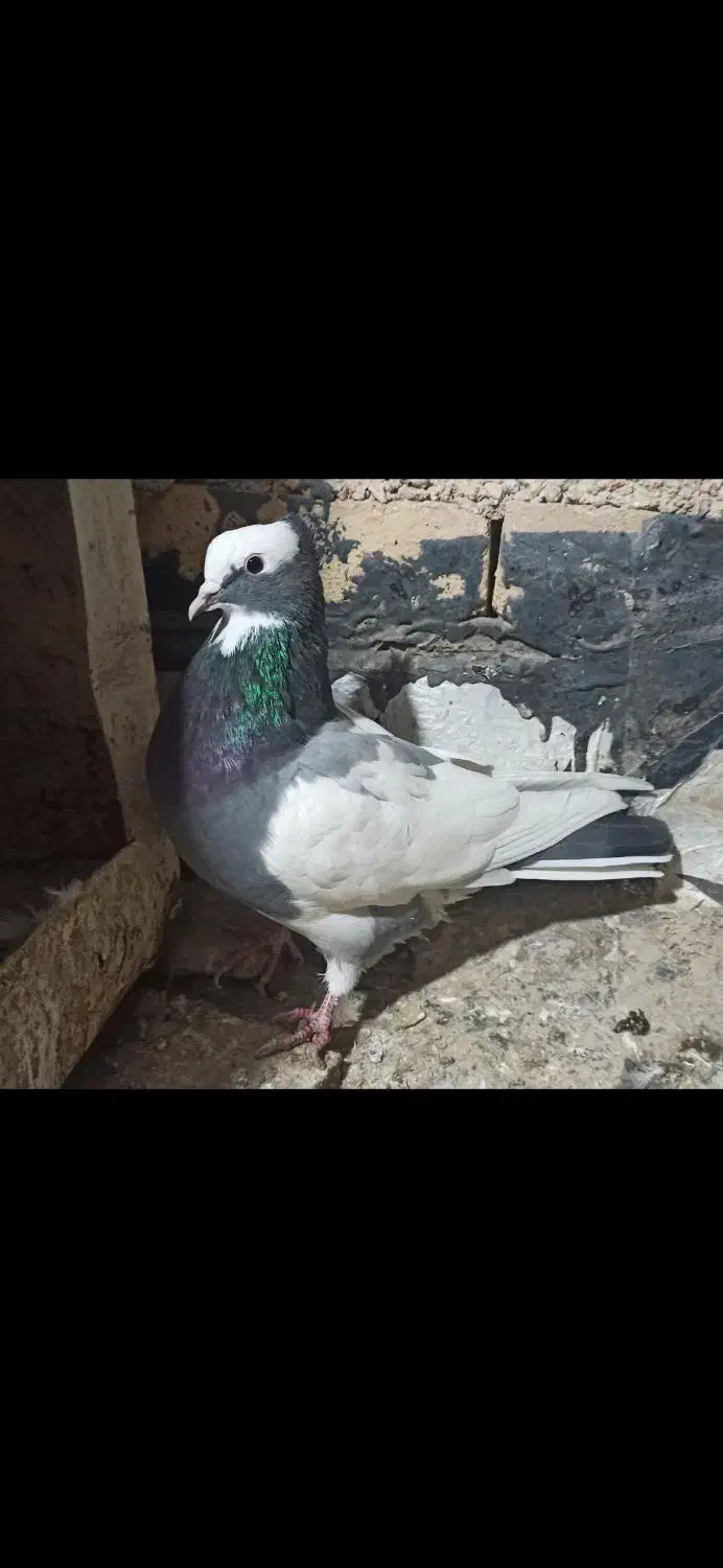 ابلغ ماده|پرنده|روانسر, |دیوار