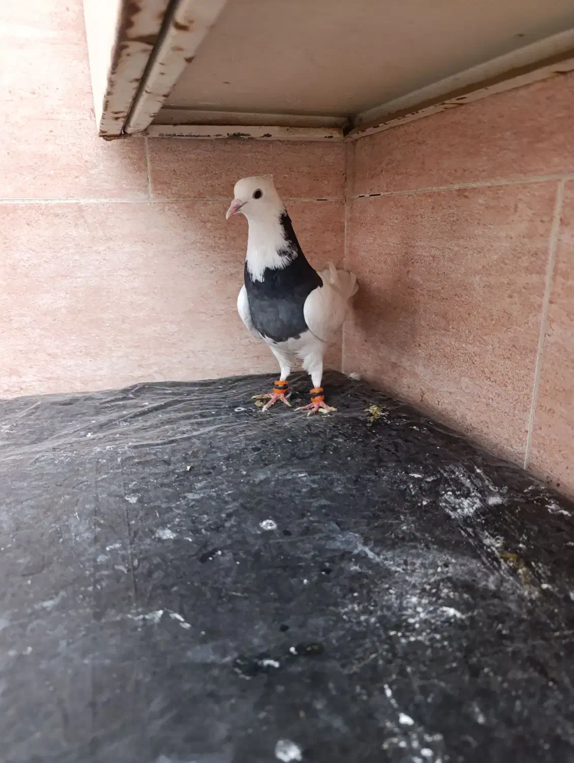 طوقی|پرنده|مسجد سلیمان, |دیوار