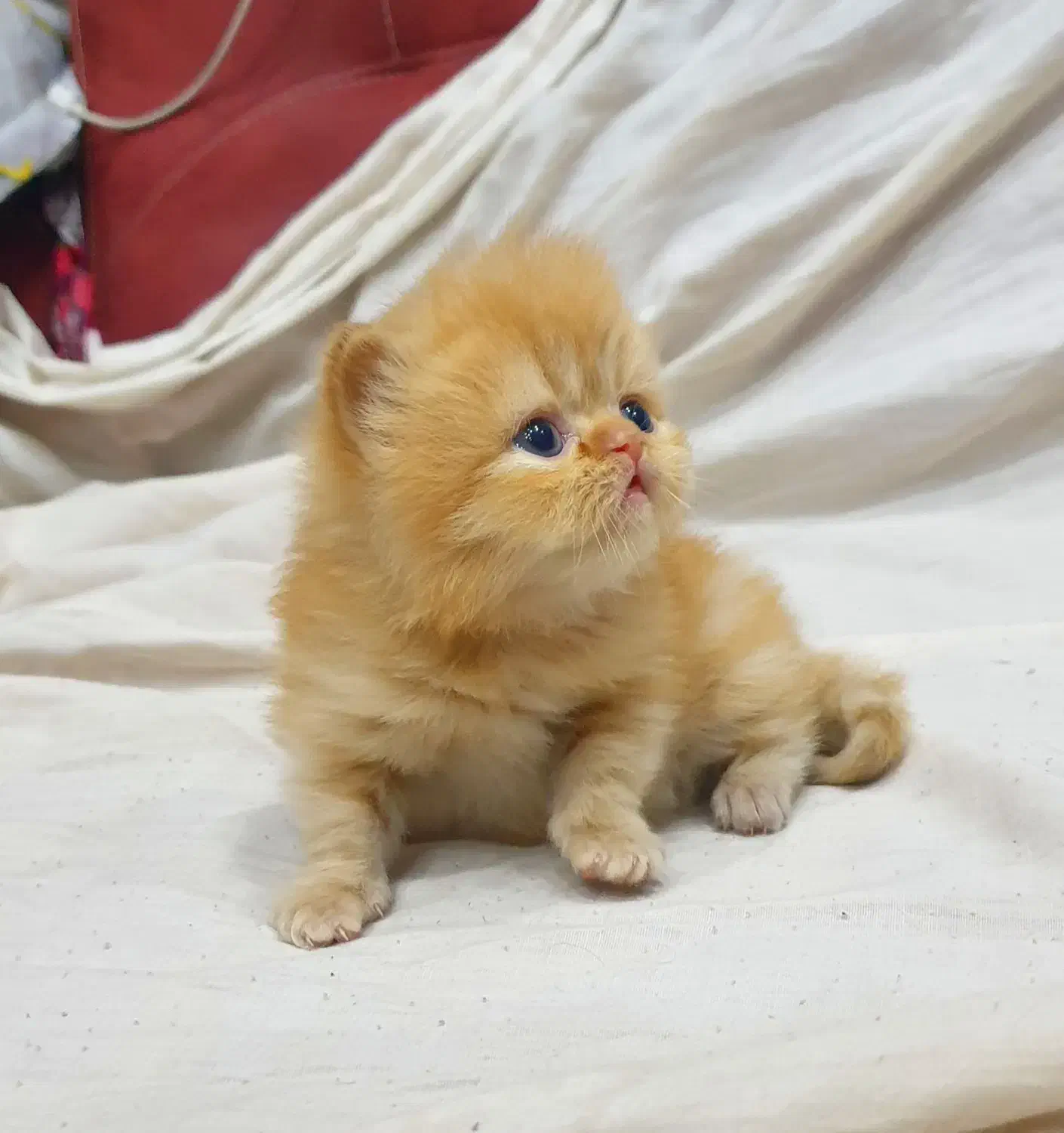 پرشین سوپر فلت نر|گربه|قزوین, |دیوار