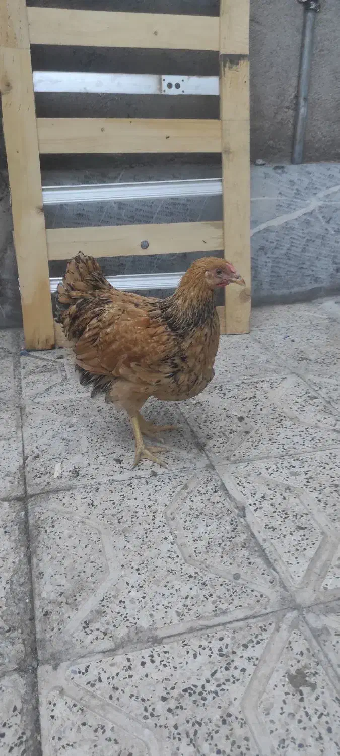 ویاندوت بوف|حیوانات مزرعه|مشهد, ویلاشهر|دیوار