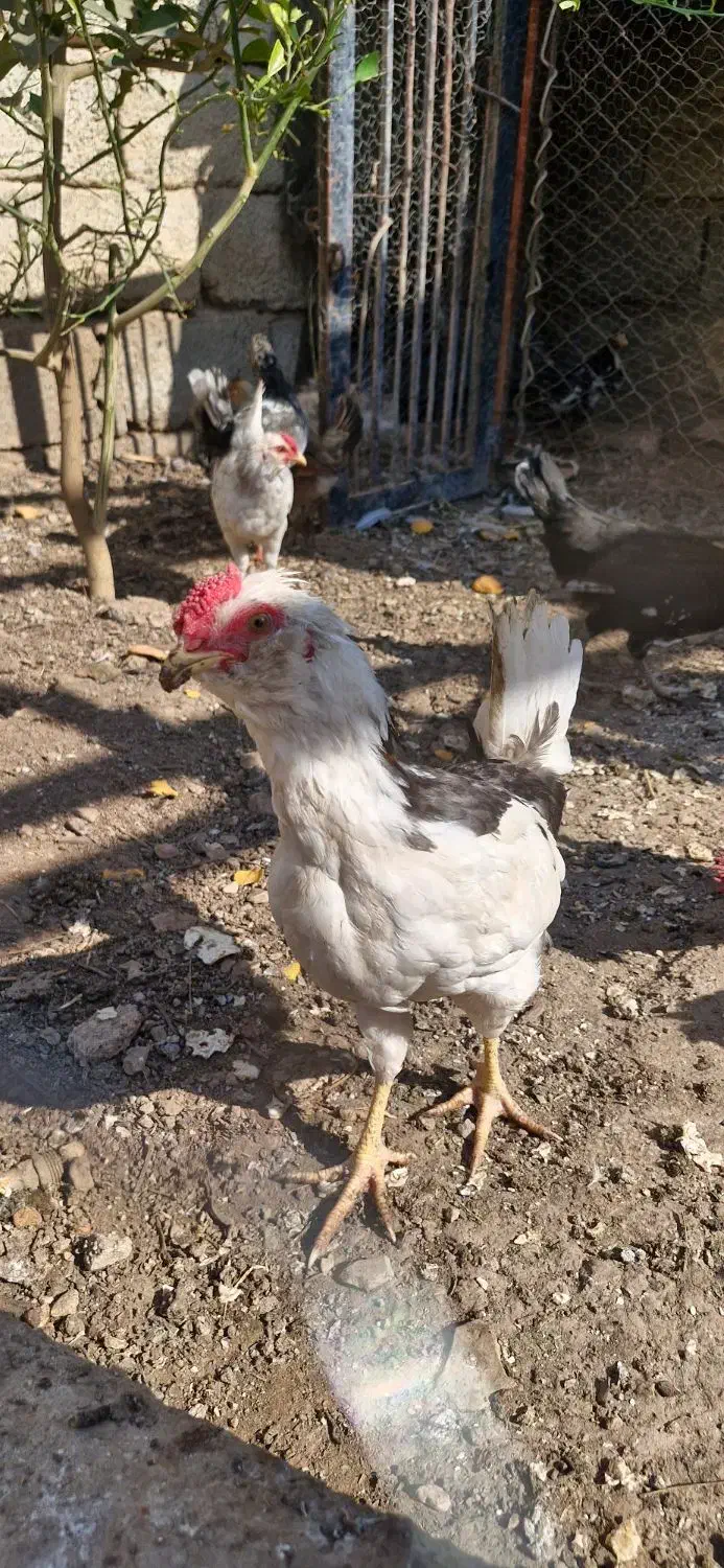 مرغ و خروس گلین|حیوانات مزرعه|سرپل ذهاب, |دیوار