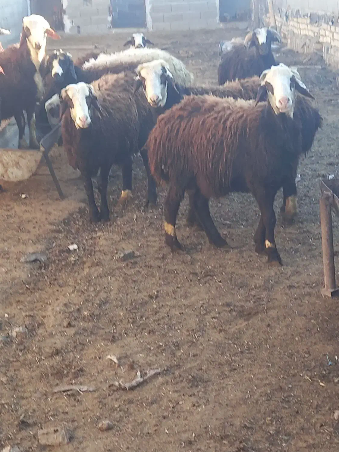 گوسفند|حیوانات مزرعه|هشتگرد, تهران دشت|دیوار