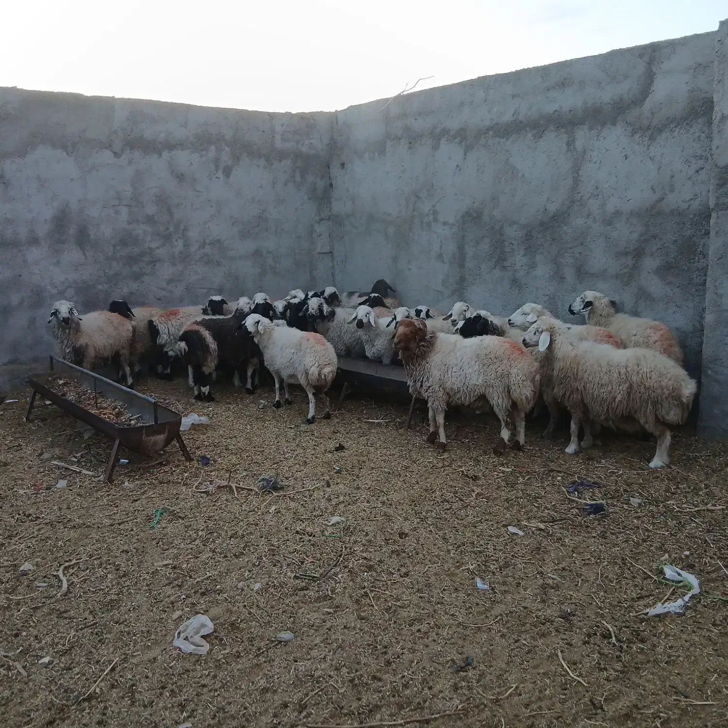 23عدد میش داشتی همه آبستن میش گلگی فروشی|حیوانات مزرعه|گاریزات, |دیوار