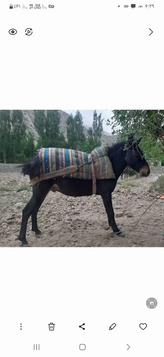 غاتر|حیوانات مزرعه|شیروان (خراسان), |دیوار