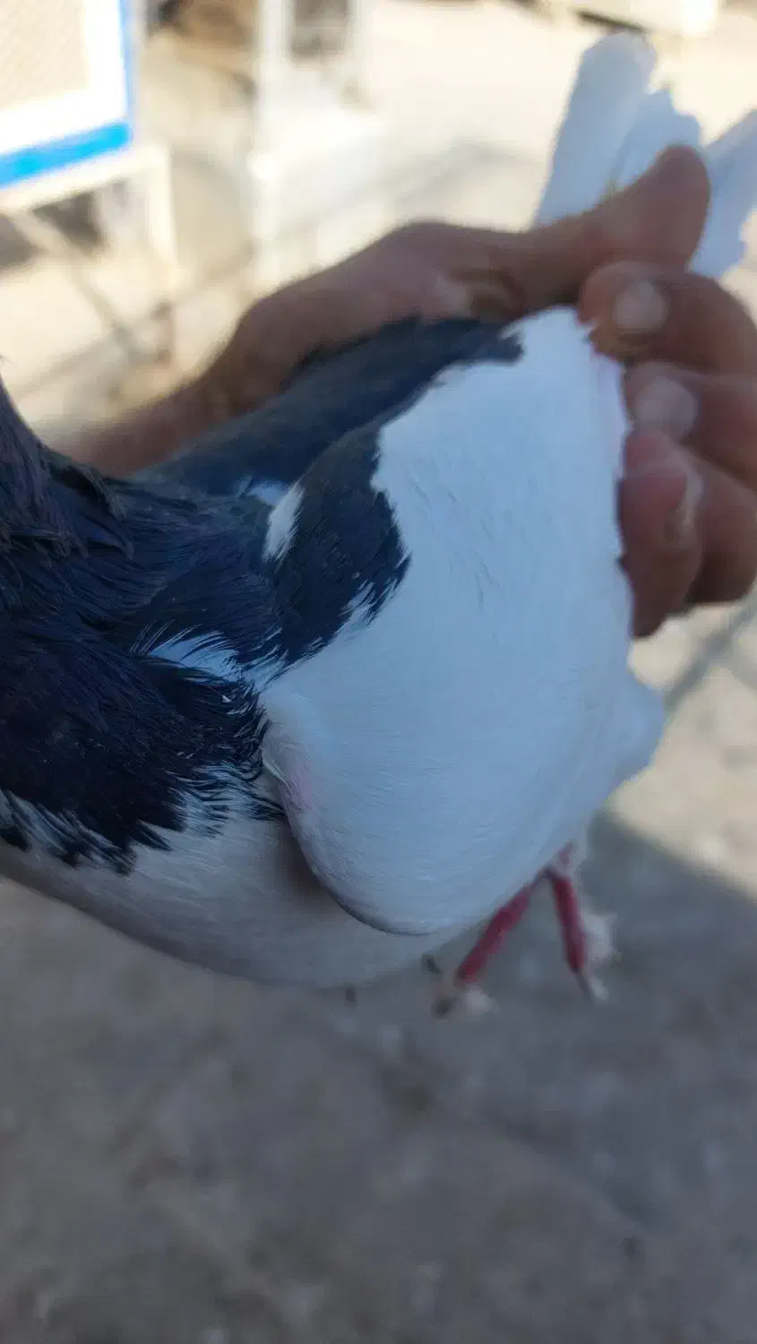 کبوترپلاس|پرنده|قم, شاه احمد قاسم|دیوار