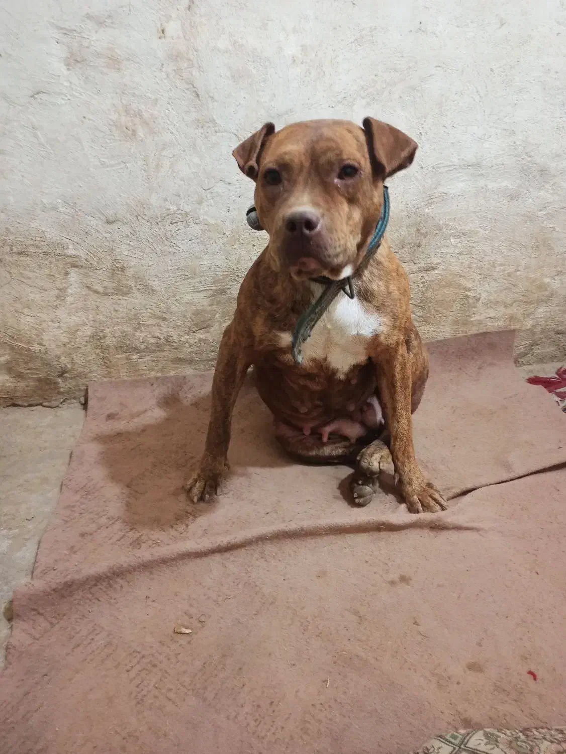 سگ پیتبول آمریکن بولی پوکت ماده دم فحل نگهبان|سگ|مشهد, شهرک مهر آباد|دیوار