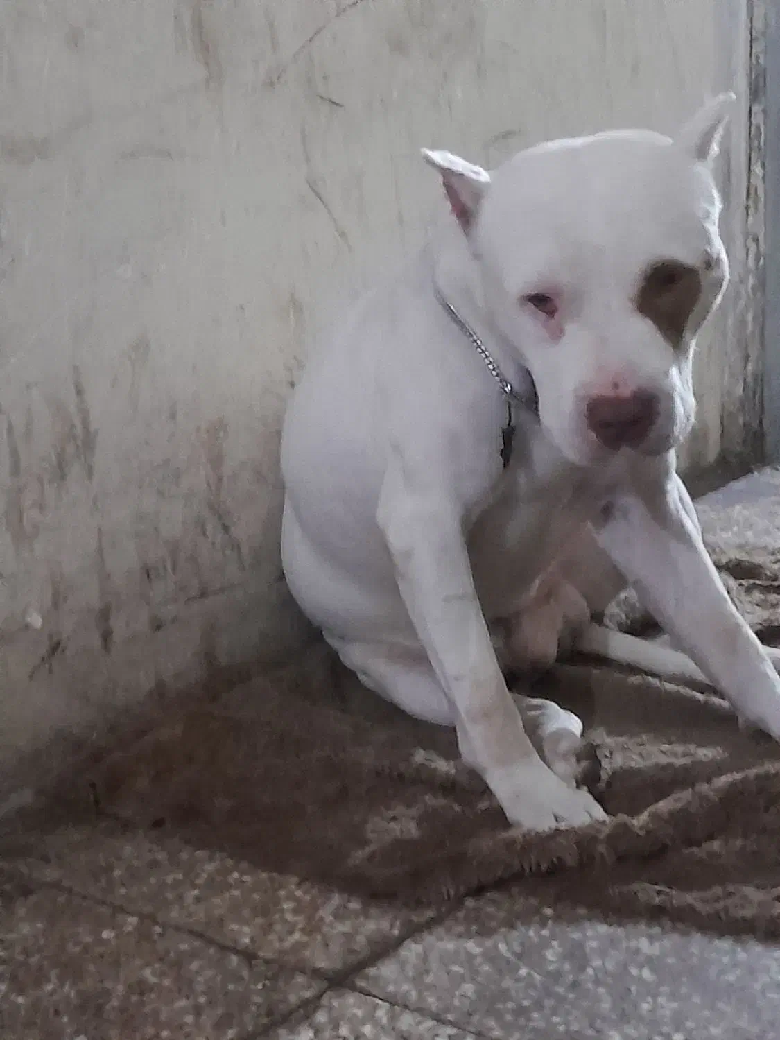 پیتبول|سگ|اسلام‌شهر, شهرک توحید|دیوار