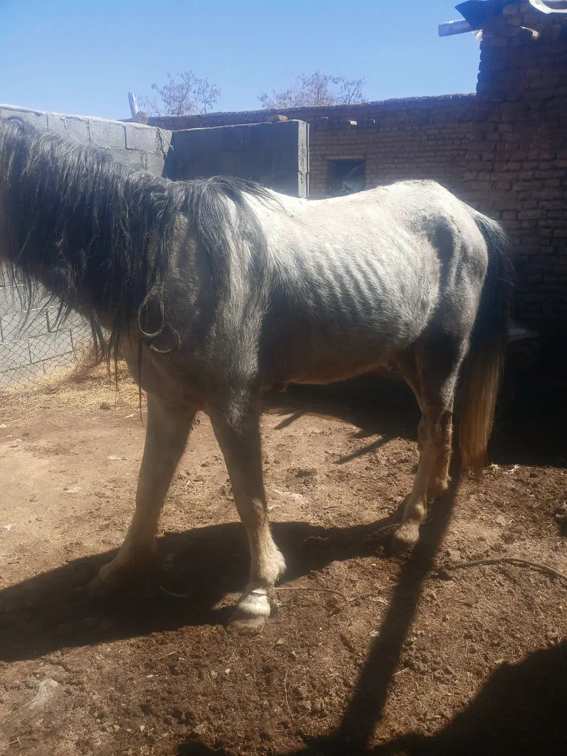 اسب|اسب و تجهیزات اسب‌سواری|شهرکرد, |دیوار