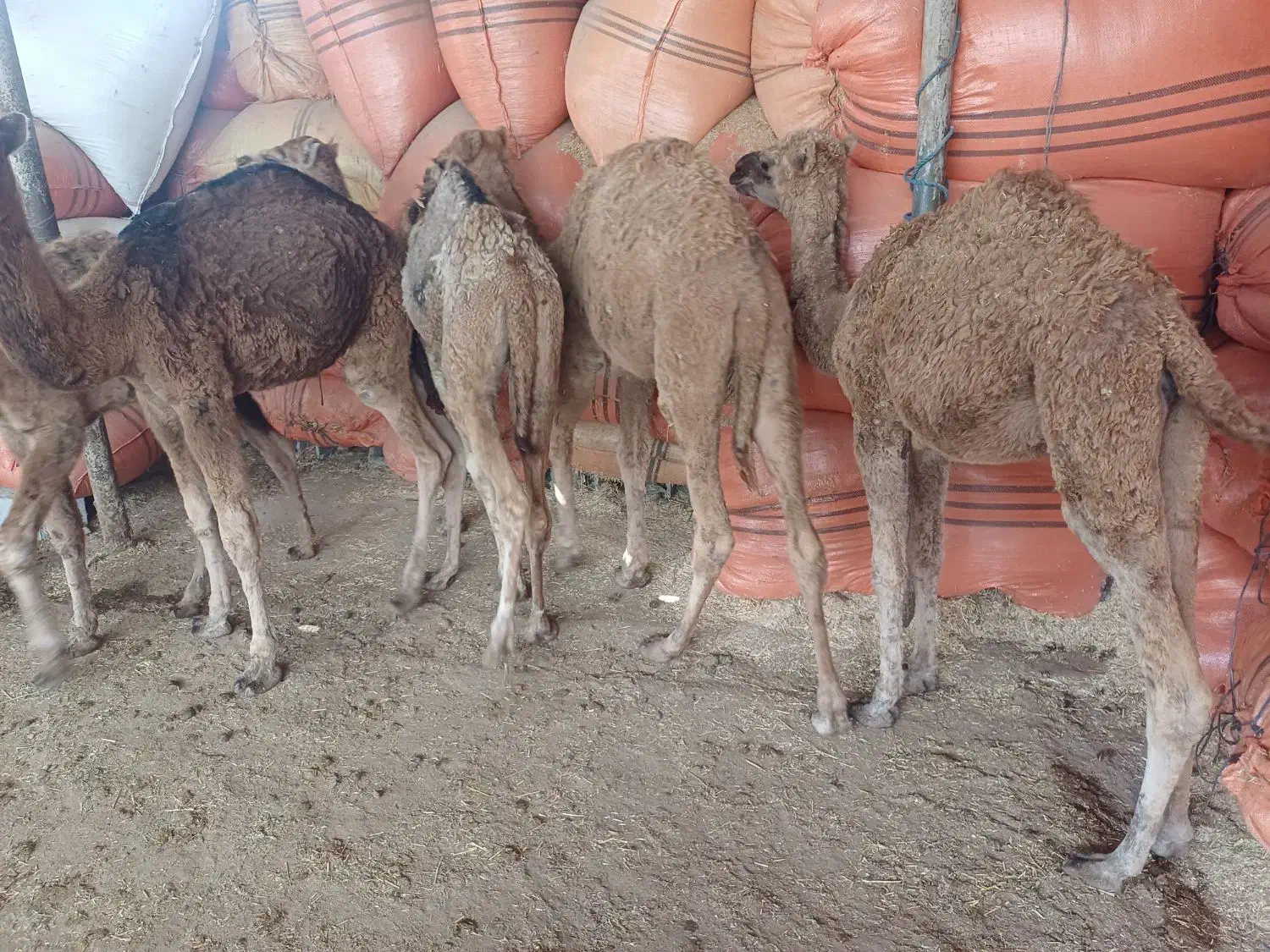 شتر جوان پنج نفر|حیوانات مزرعه|سیمین شهر, |دیوار