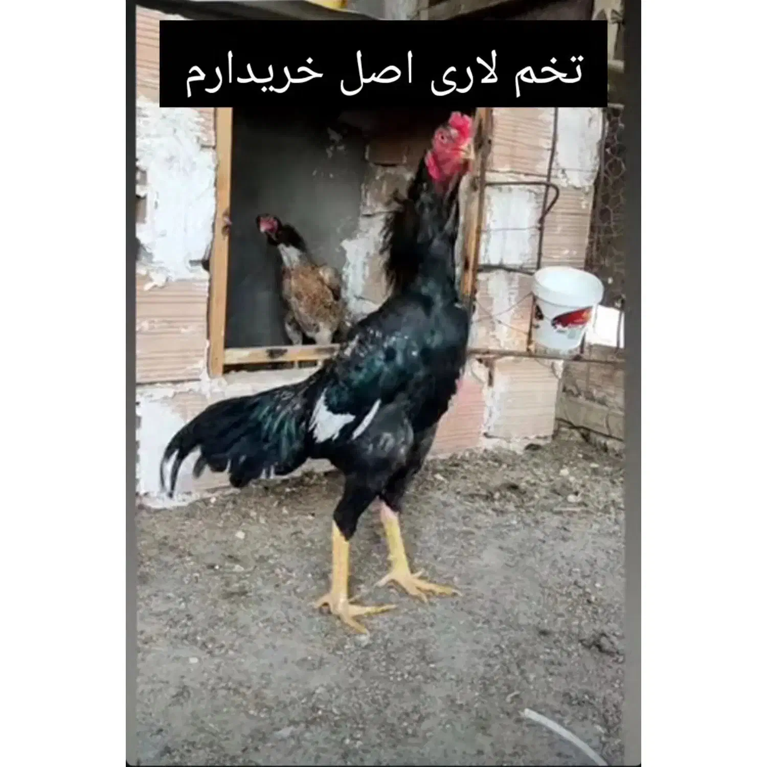 تخم لاری آگهی چک شود|حیوانات مزرعه|زرند, |دیوار