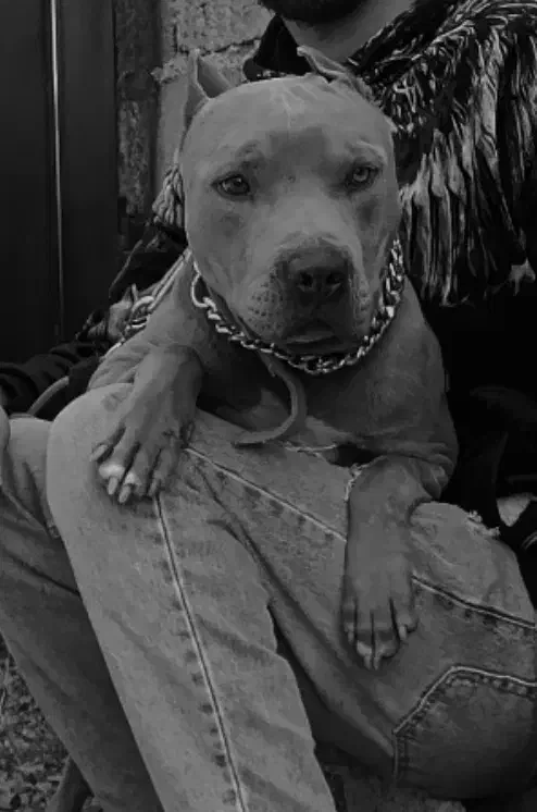 سگ پیتبول نر|سگ|ارومیه, |دیوار