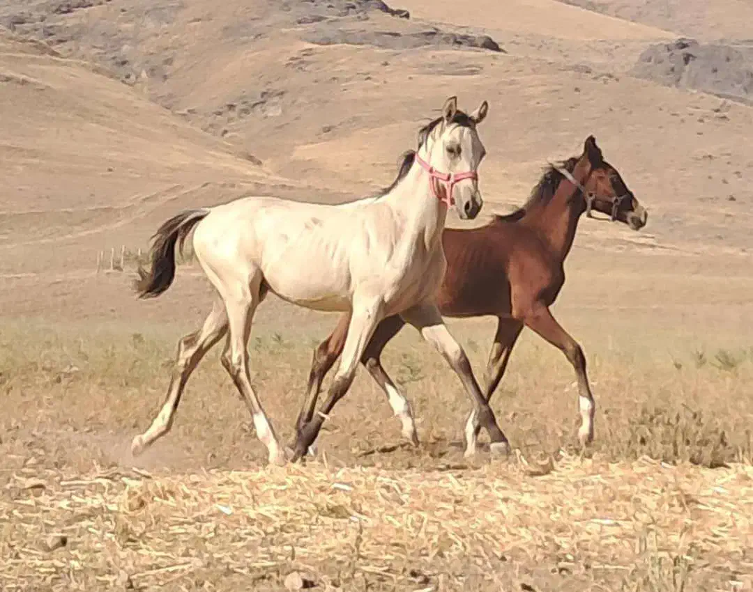 دو راس کره نریان ترکمن و عرب|اسب و تجهیزات اسب‌سواری|آبیک, |دیوار