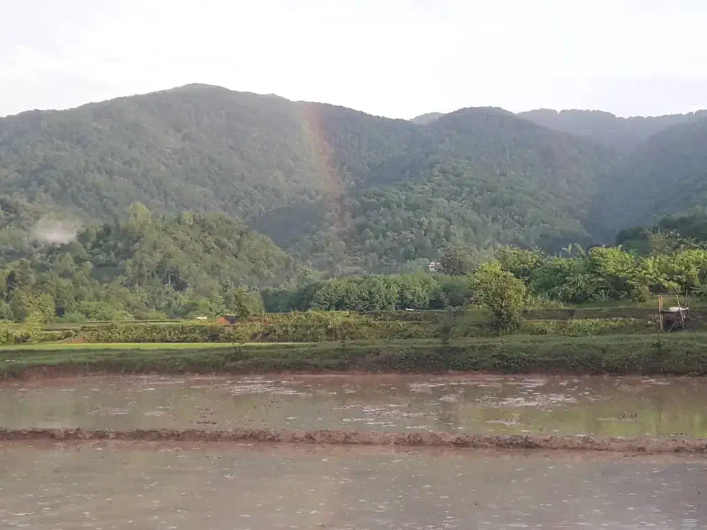 شالی 3000متری|فروش دفتر صنعتی، کشاورزی، تجاری|توتکابن, |دیوار