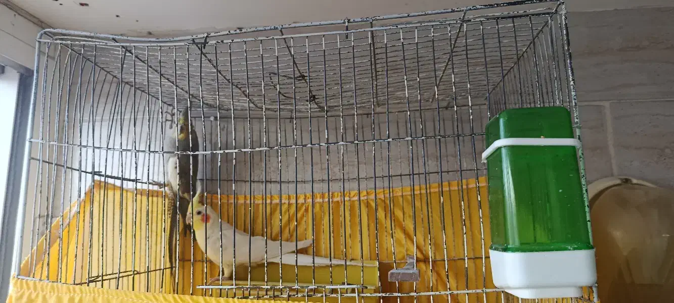 یک جفت عروس هلندی بالغ|پرنده|سمنان, |دیوار