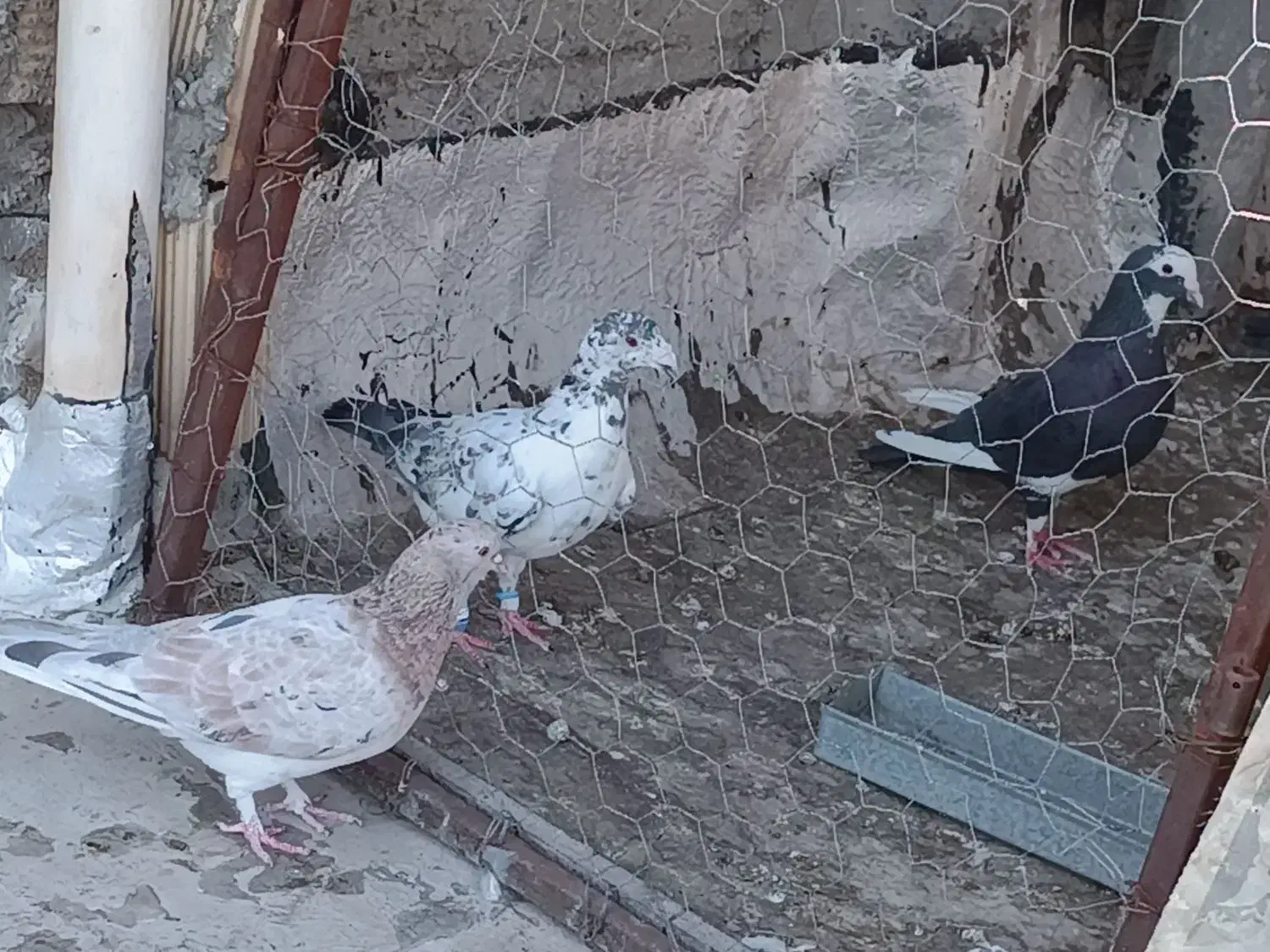 کبوتر|پرنده|شیراز, سعدیه شمالی|دیوار