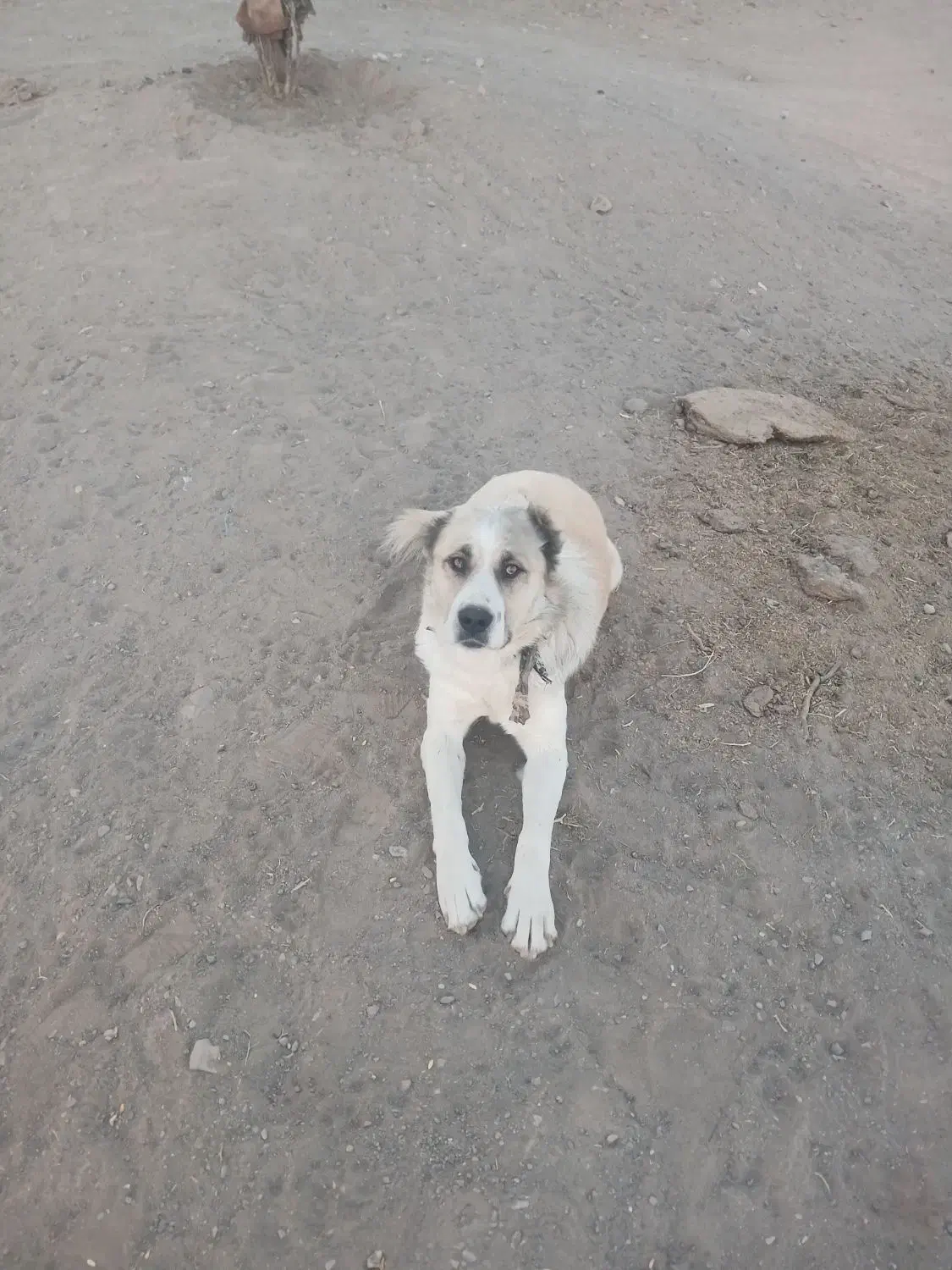 سگ گله|سگ|خوشاب, |دیوار