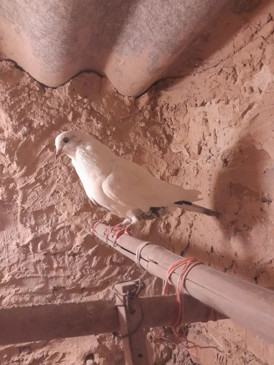 کفتر تهرانی|پرنده|پاکدشت, حصار امیر|دیوار