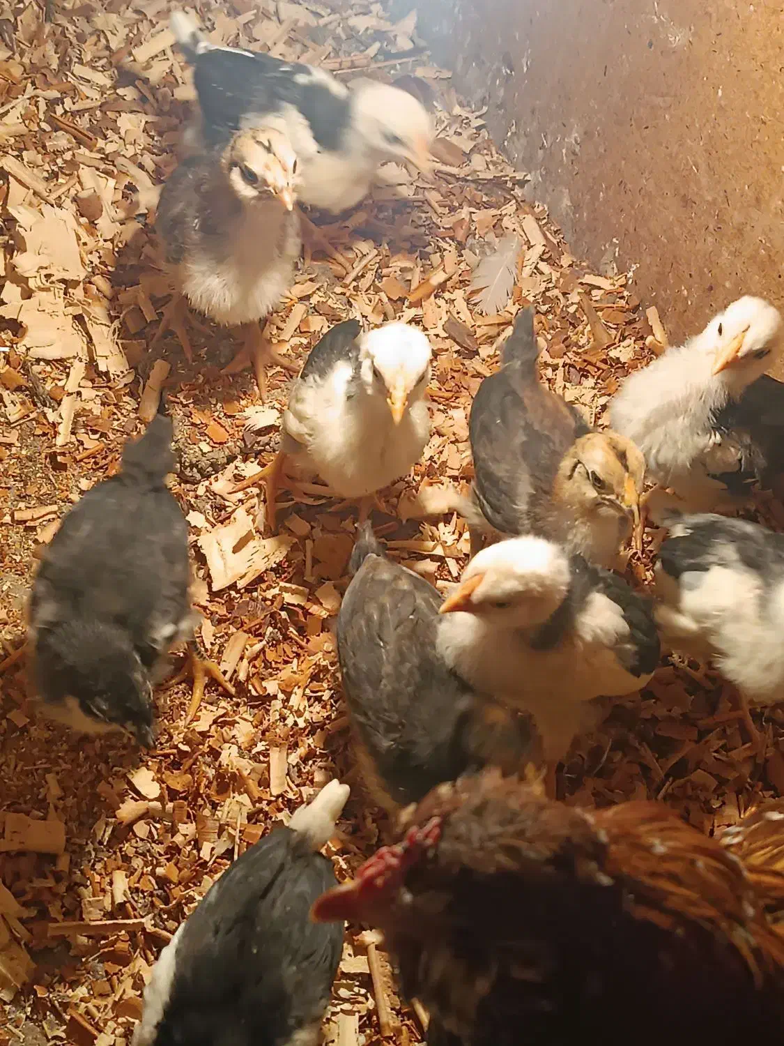 جوجه گلین|حیوانات مزرعه|خان ببین, |دیوار