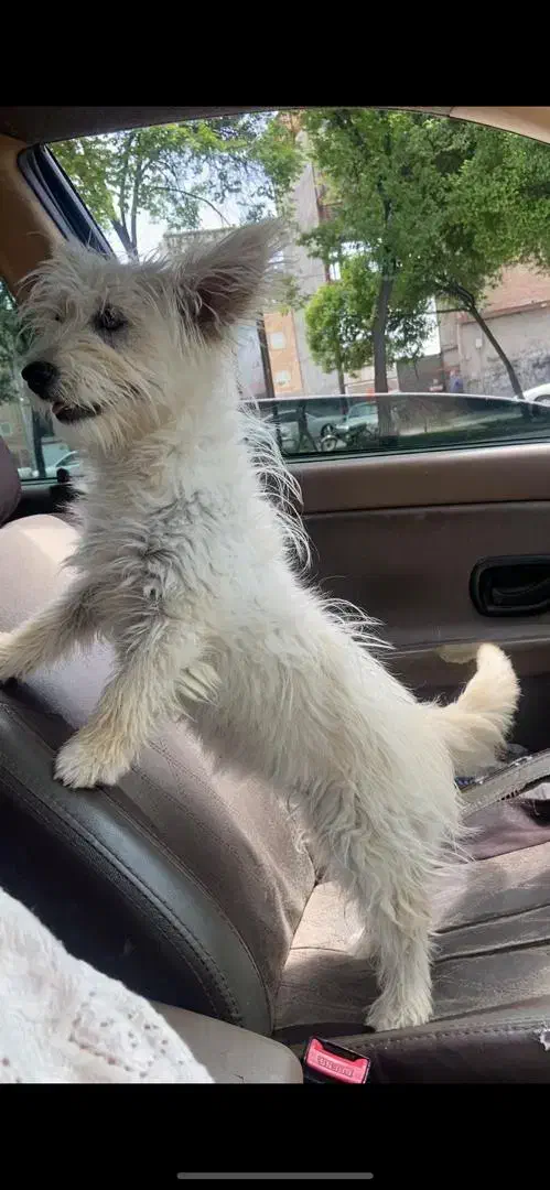 شیتزو ماده|سگ|اردبیل, |دیوار