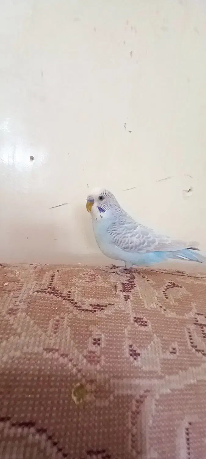 مرغ عشق|پرنده|امیدیه, |دیوار